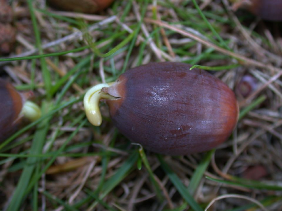 Fagaceae Quercus alba