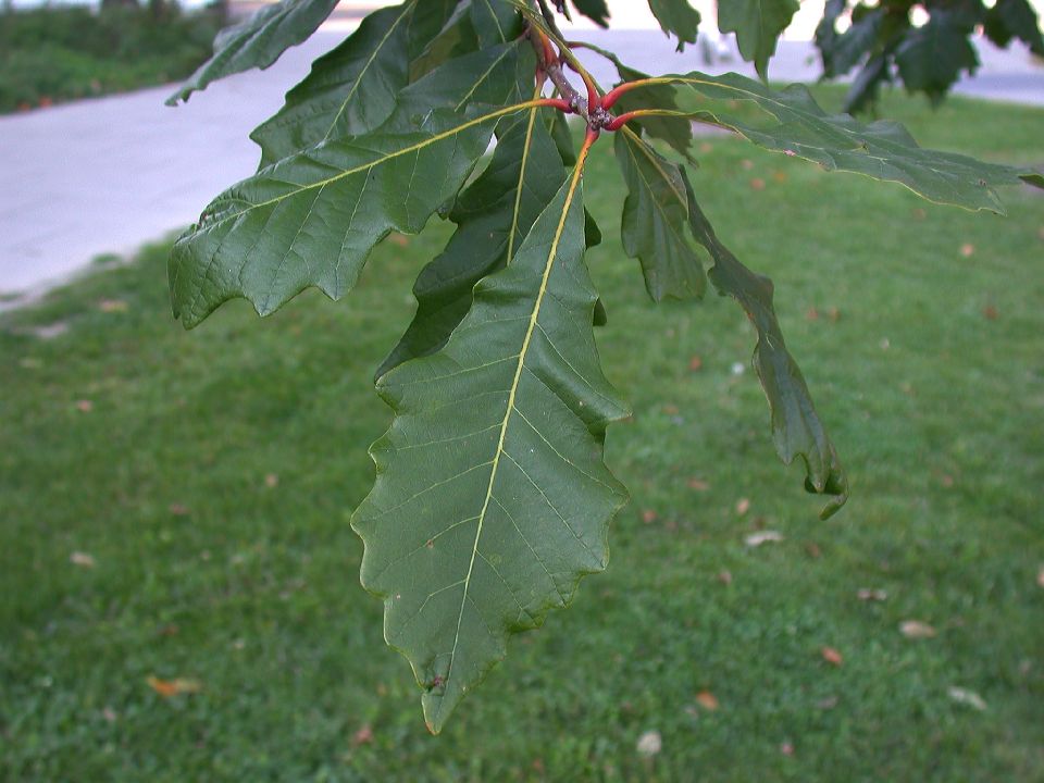 Fagaceae Quercus bicolor