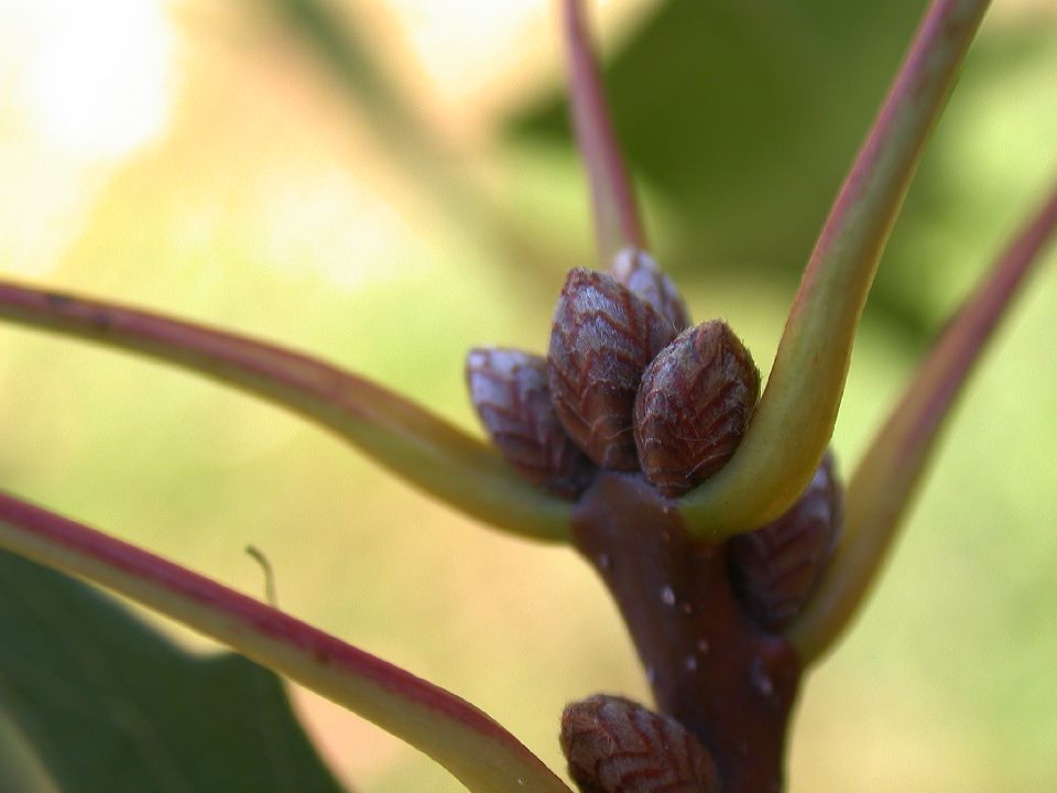 Fagaceae Quercus coccinea