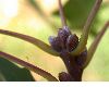 image of Quercus coccinea