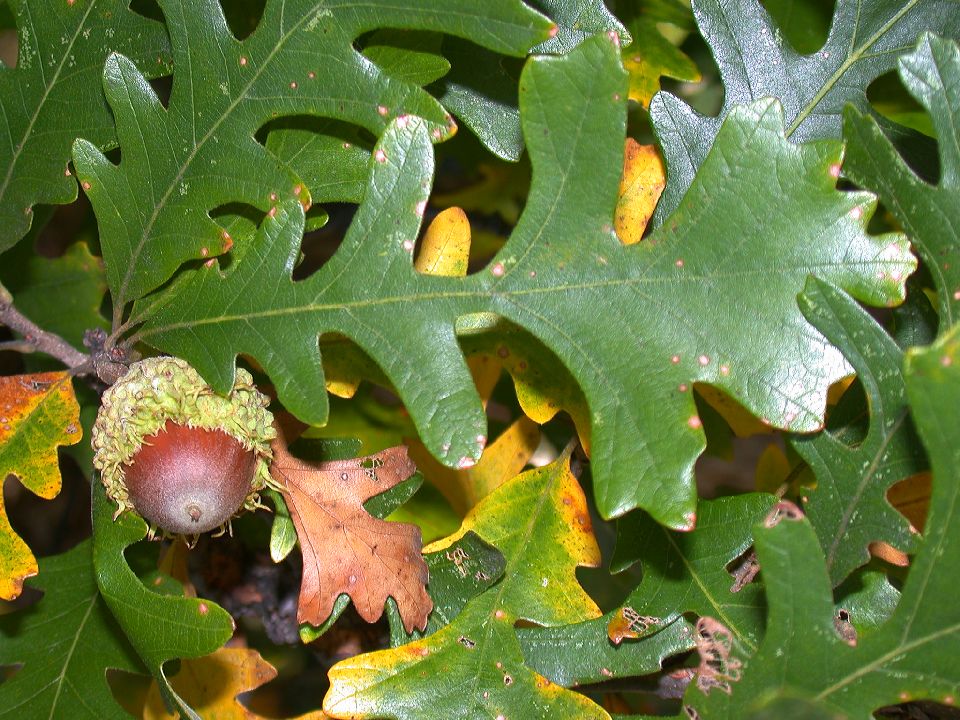 Fagaceae Quercus macrocarpa
