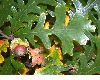 image of Quercus macrocarpa