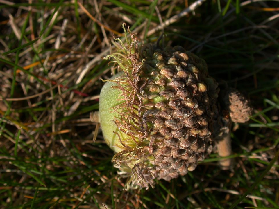 Fagaceae Quercus macrocarpa