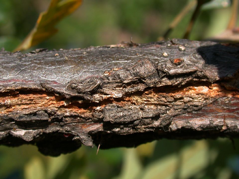 Fagaceae Quercus macrocarpa