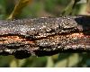 image of Quercus macrocarpa
