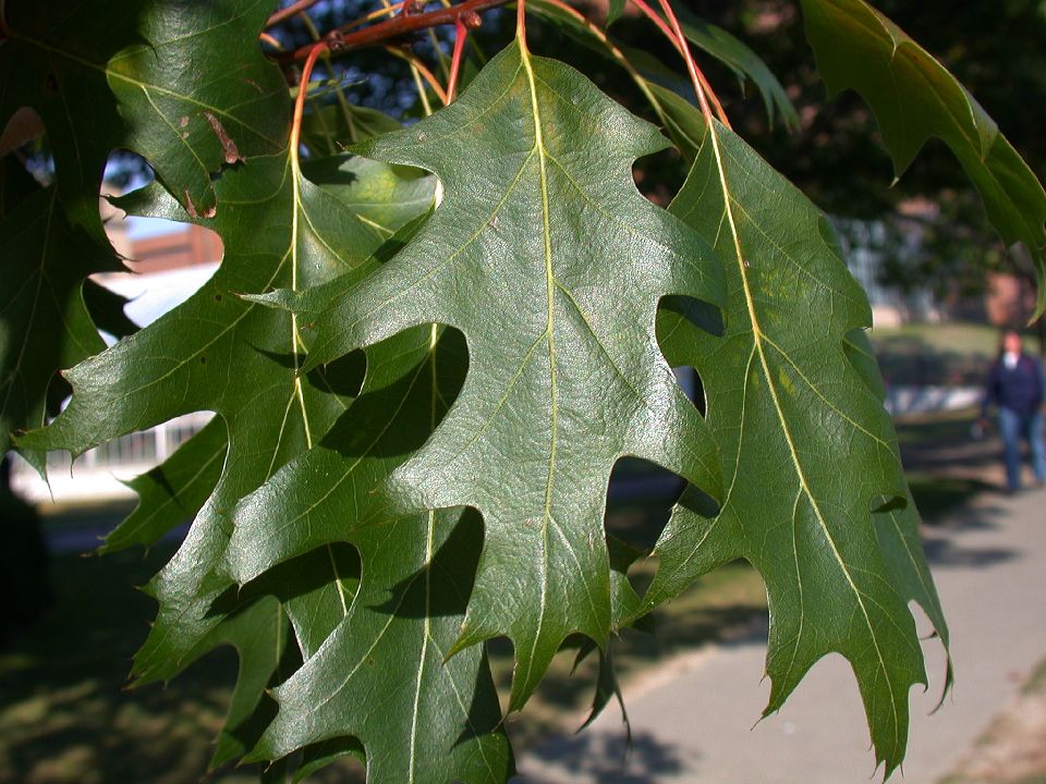 Fagaceae Quercus rubra