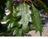 image of Quercus rubra