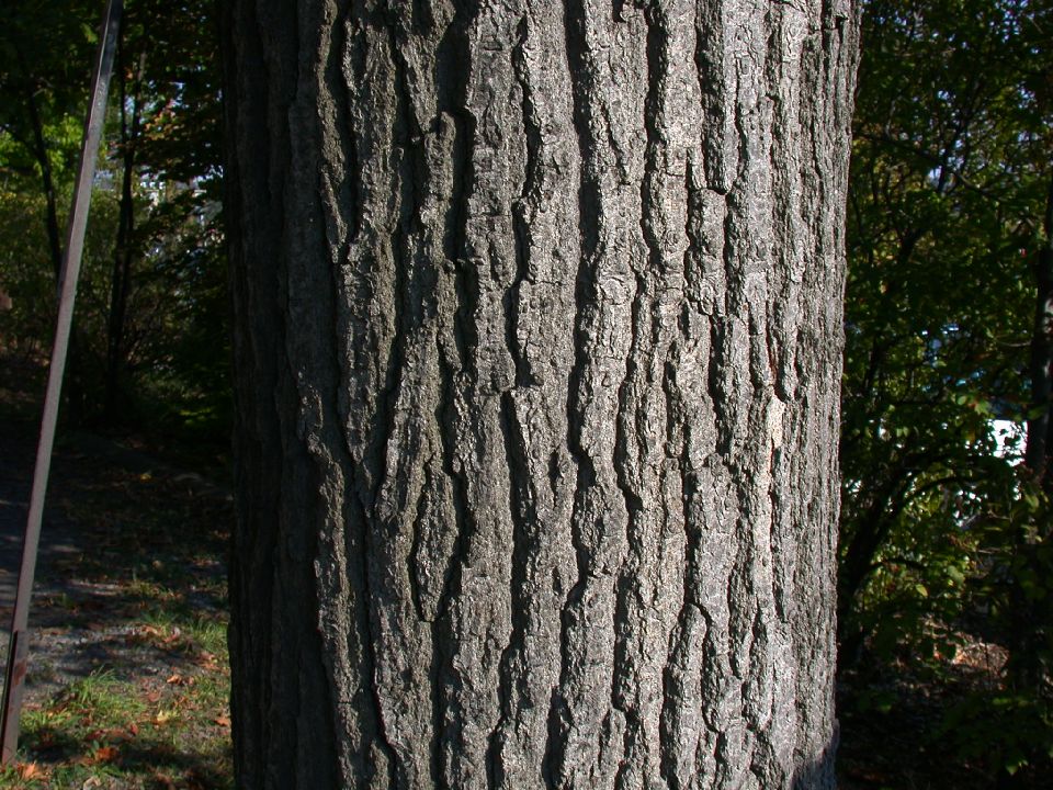 Fagaceae Quercus rubra