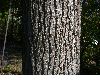 image of Quercus rubra
