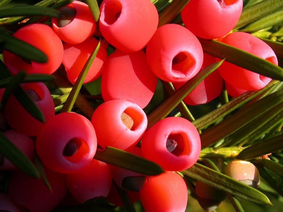Taxaceae Taxus baccata