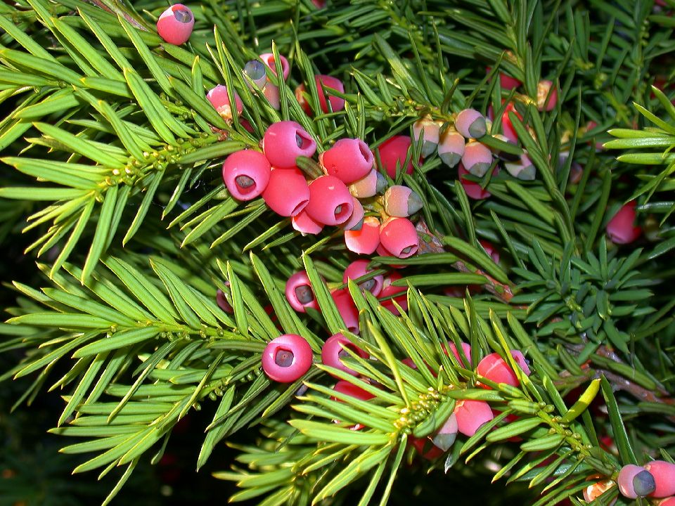 Taxaceae Taxus baccata