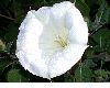 image of Datura 
