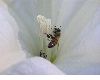 image of Datura 