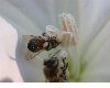 image of Apis mellifera