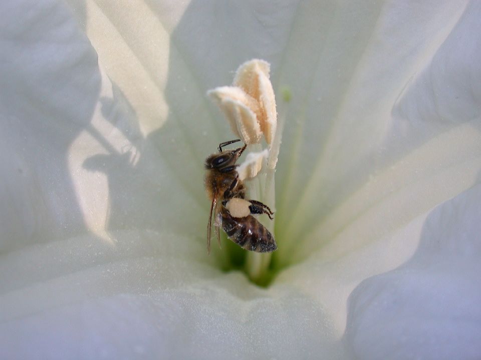 Apidae Apis mellifera