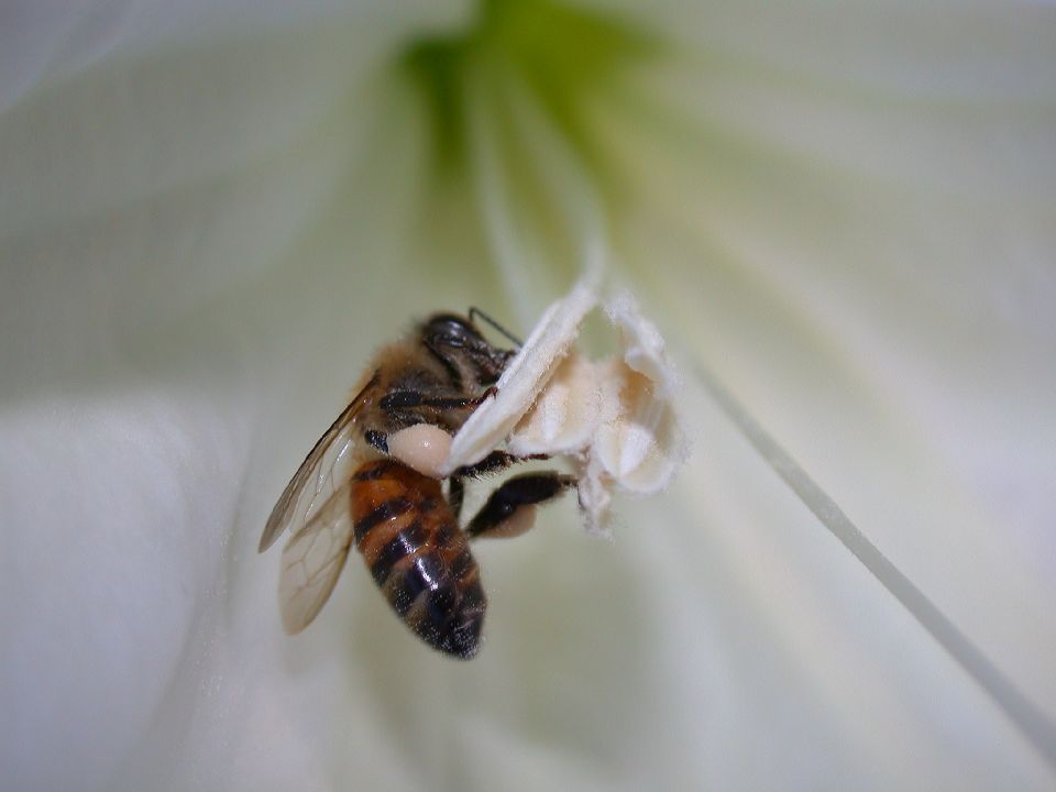 Apidae Apis mellifera