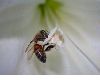 image of Apis mellifera