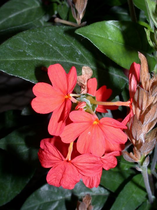 Acanthaceae Crossandra nilotica