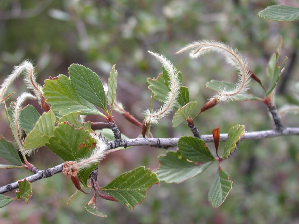 Rosaceae Cercocarpus montanus