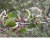 image of Cercocarpus montanus