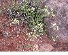image of Eriogonum jamesii