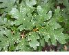 image of Quercus gambelii