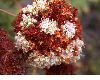 image of Eriogonum fasciculatum