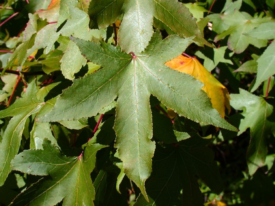 Altingiaceae Liquidambar styraciflua