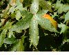 image of Liquidambar styraciflua