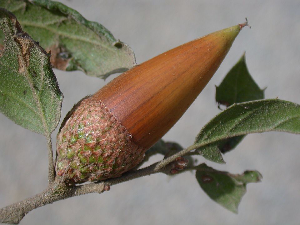 Fagaceae Quercus agrifolia