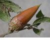 image of Quercus agrifolia