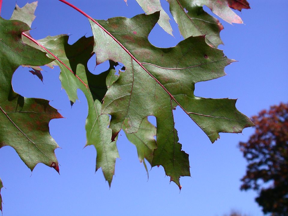 Fagaceae Quercus coccinea