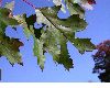 image of Quercus coccinea