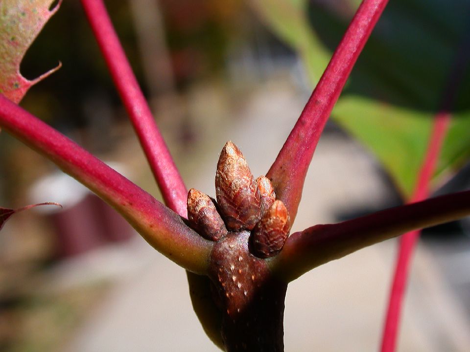 Fagaceae Quercus coccinea