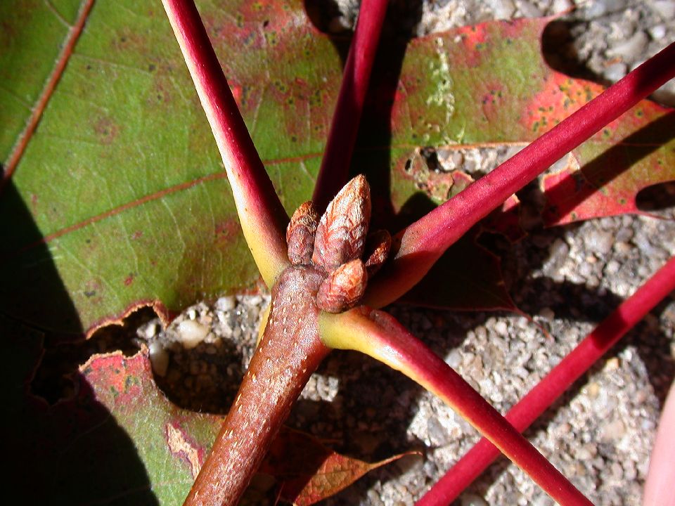 Fagaceae Quercus coccinea