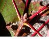 image of Quercus coccinea