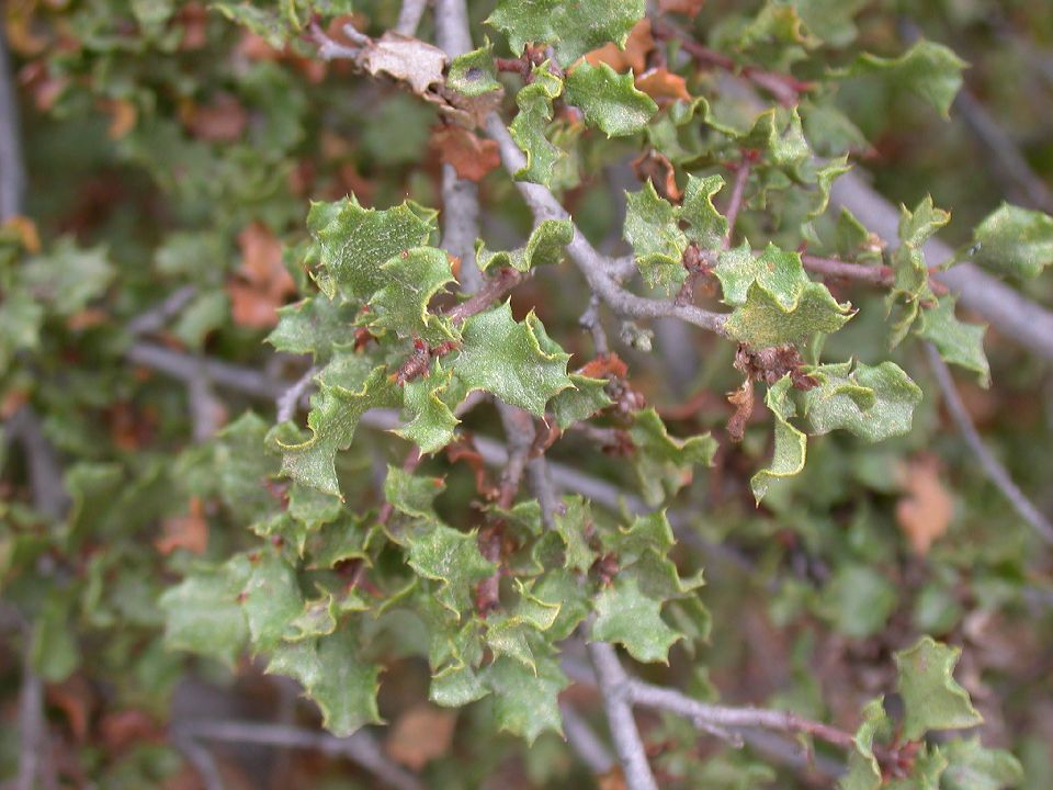 Fagaceae Quercus dumosa