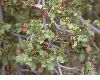 image of Quercus dumosa