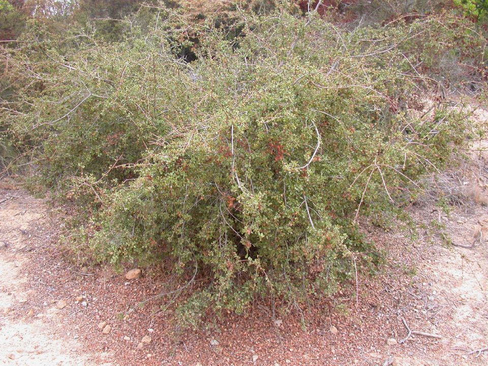 Fagaceae Quercus dumosa