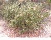 image of Quercus dumosa