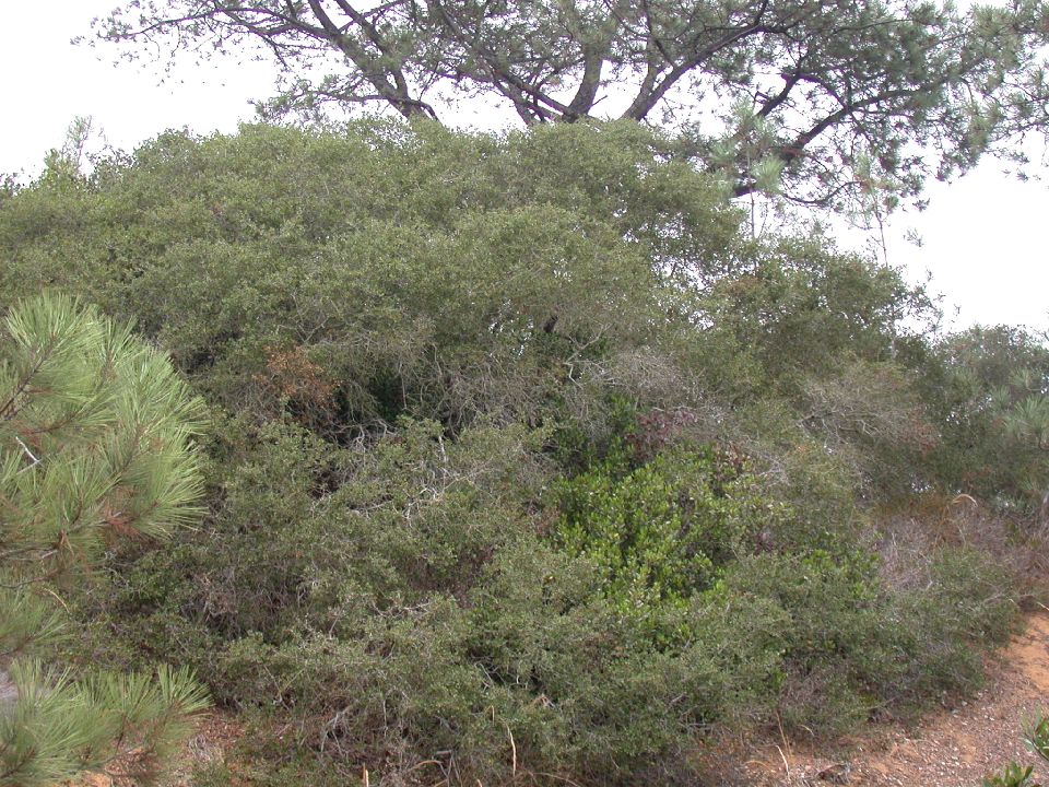 Fagaceae Quercus dumosa