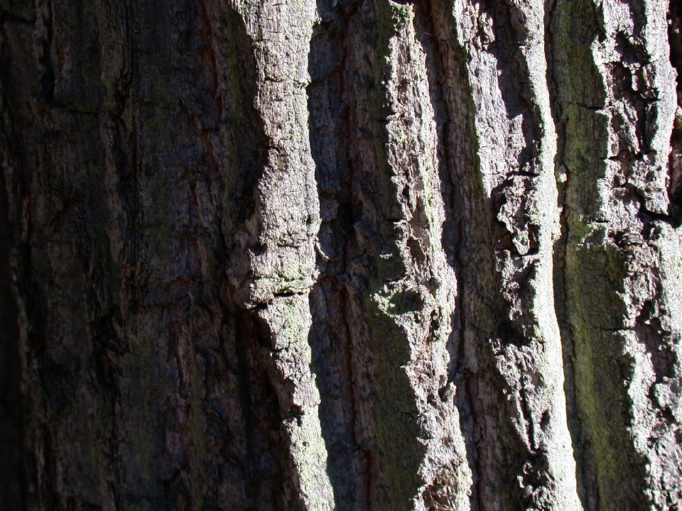 Fagaceae Quercus montana