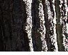 image of Quercus montana