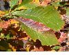 image of Quercus montana