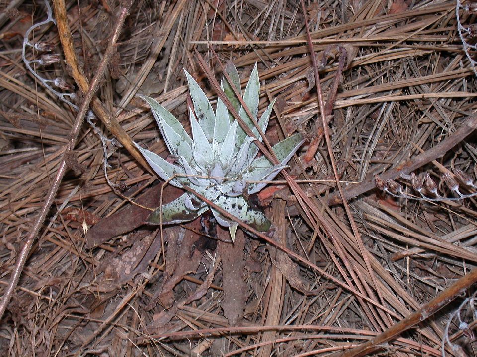 Crassulaceae Dudleya lanceolata