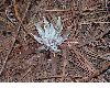 image of Dudleya lanceolata