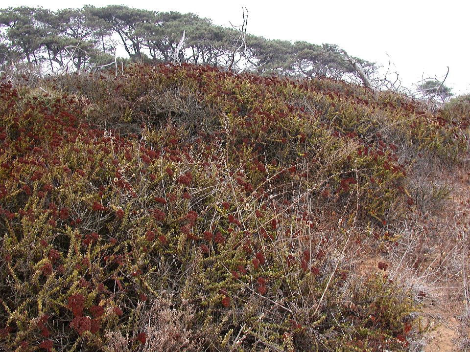 Polygonaceae Eriogonum fasciculatum