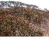 image of Eriogonum fasciculatum
