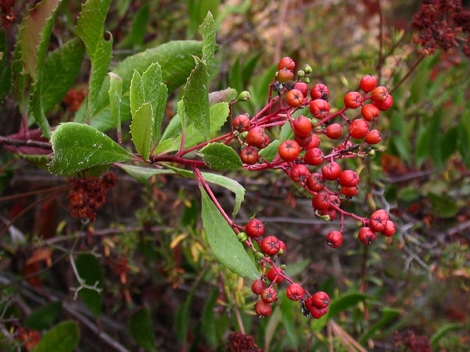 Rosaceae Heteromeles arbutifolia