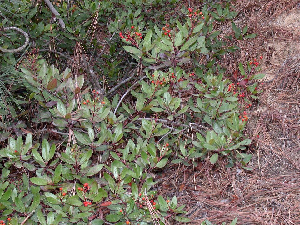Rosaceae Heteromeles arbutifolia